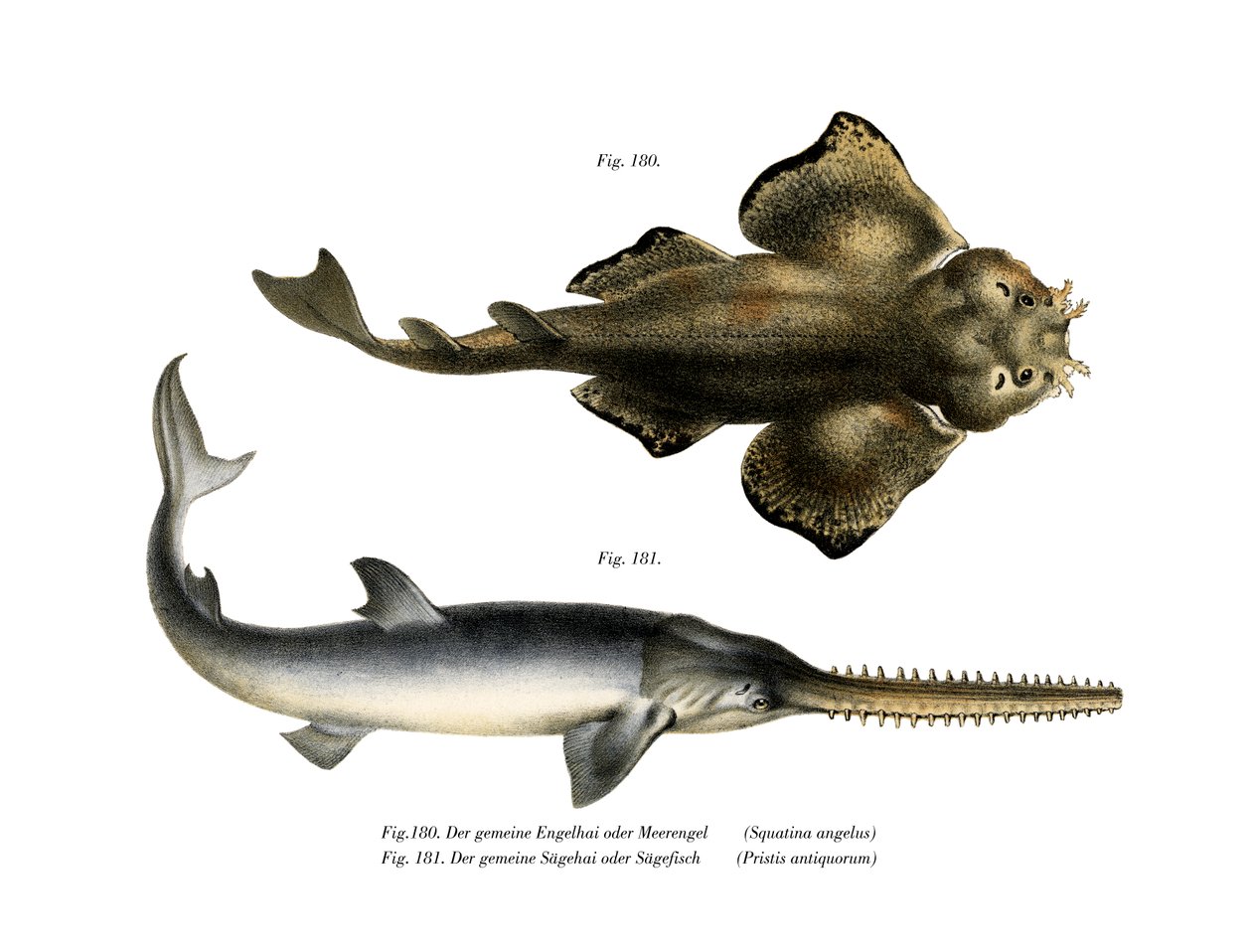 Angel Shark (farge litho) av German School