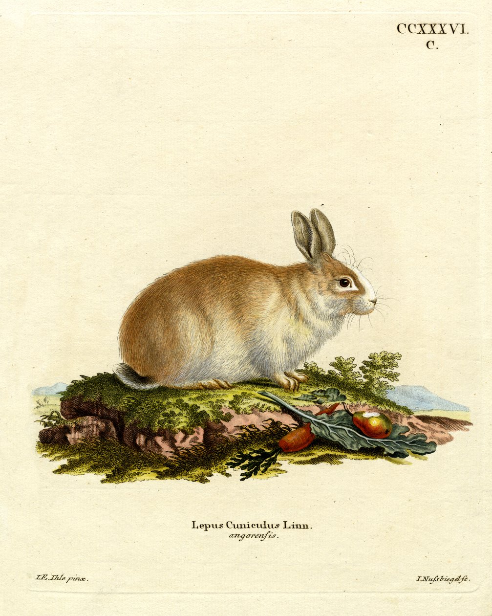 Angora Rabbit (farget gravering) av German School