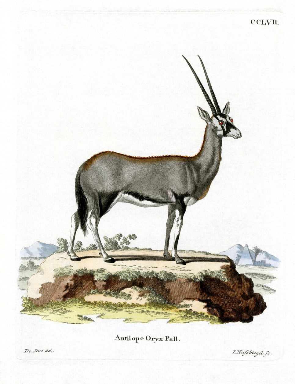 Arabian Oryx (farget gravering) av German School