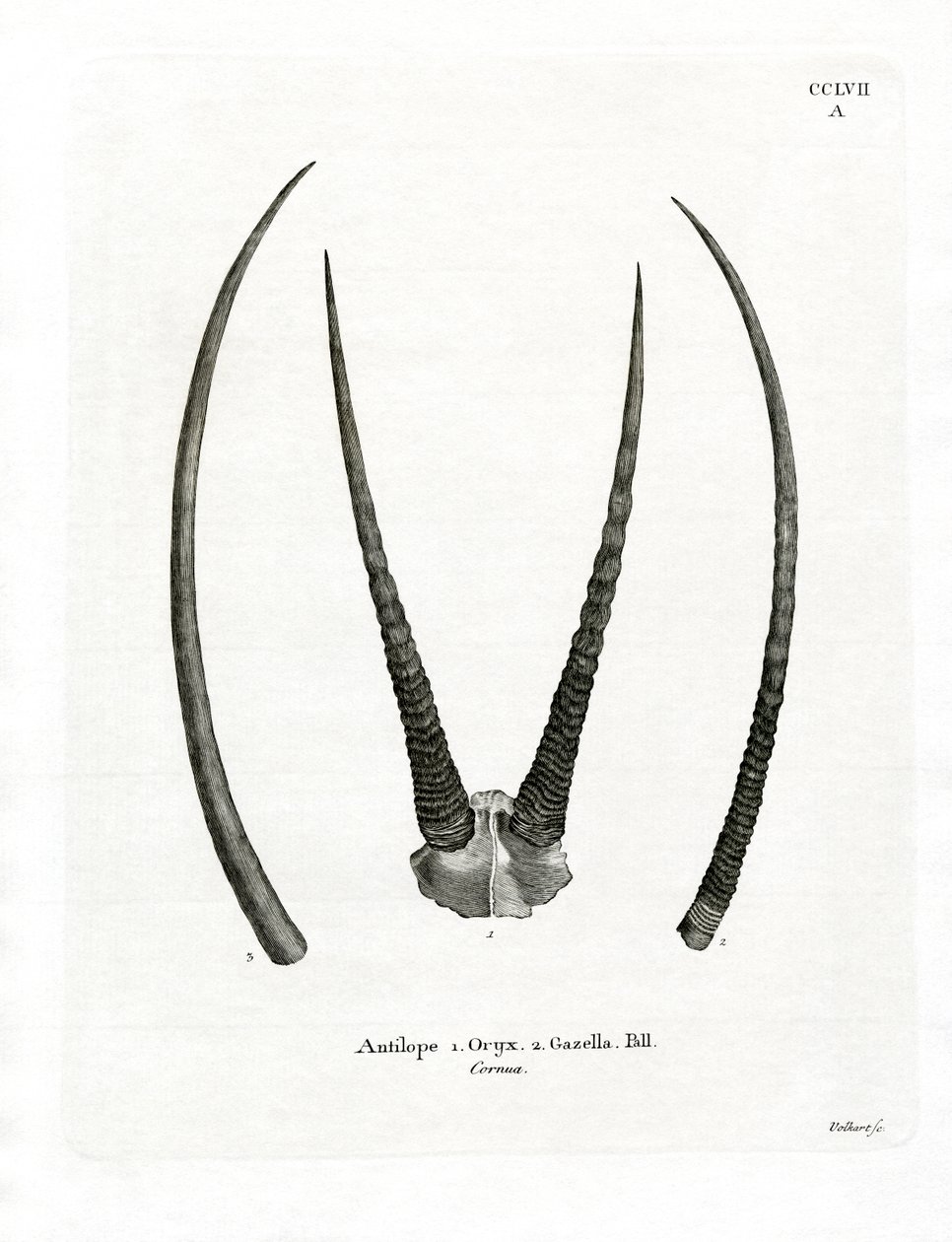 Arabiske Oryx-horn (farget gravering) av German School