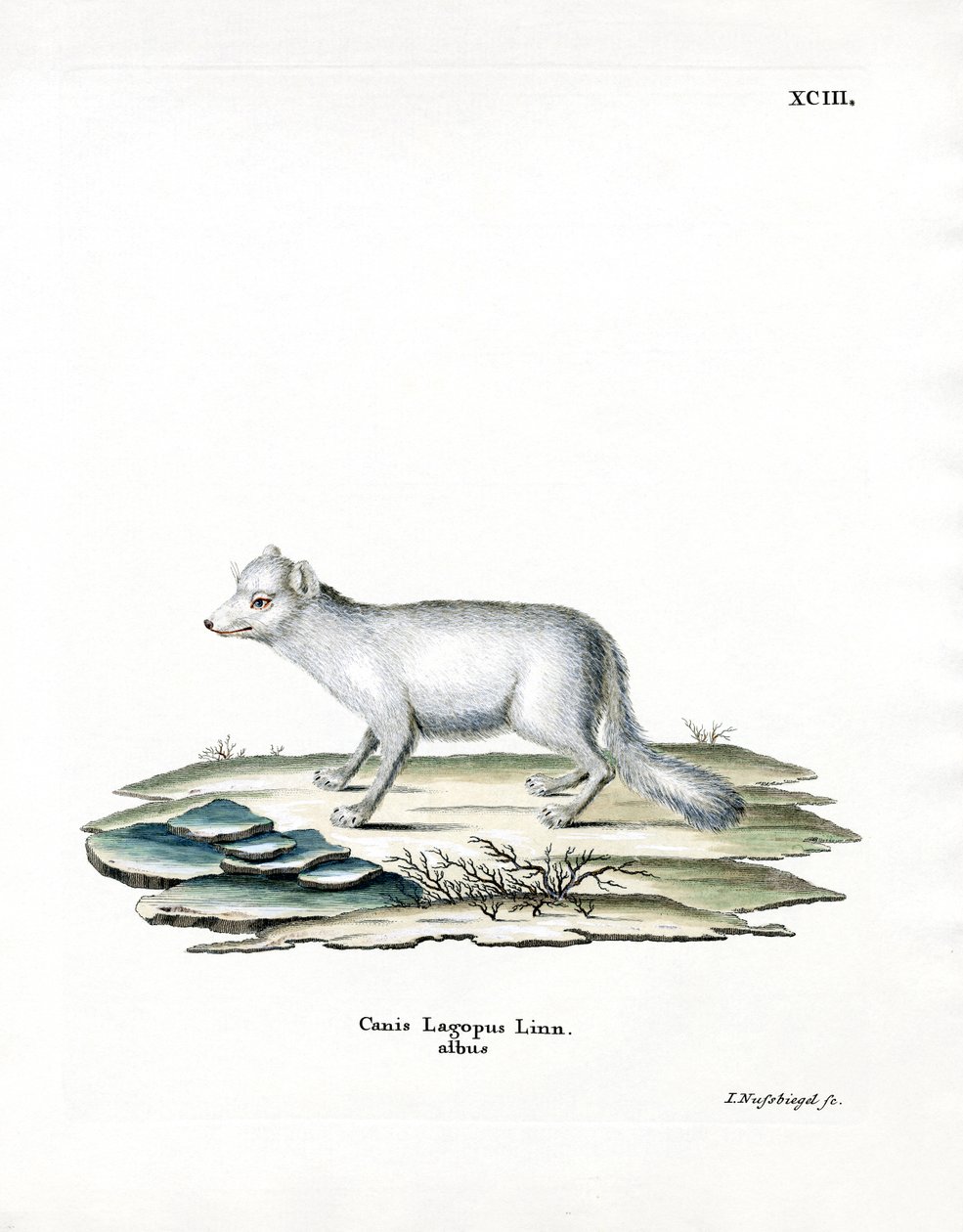 Arctic Fox (farget gravering) av German School