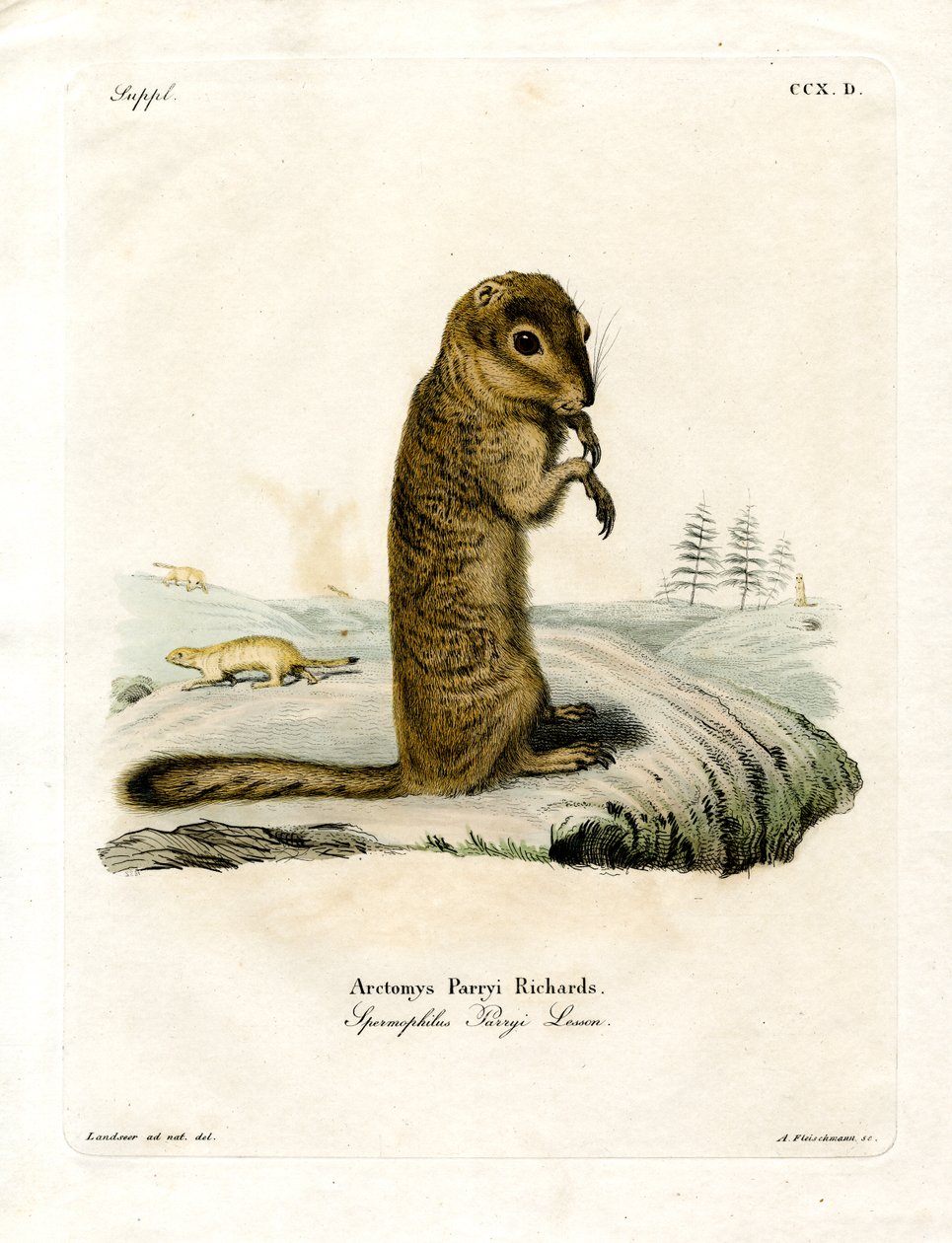 Arctic Ground Squirrel (farget gravering) av German School