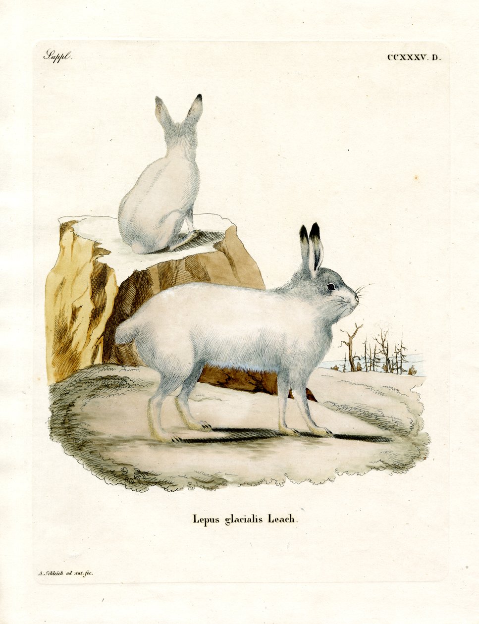 Arctic Hare (farget gravering) av German School