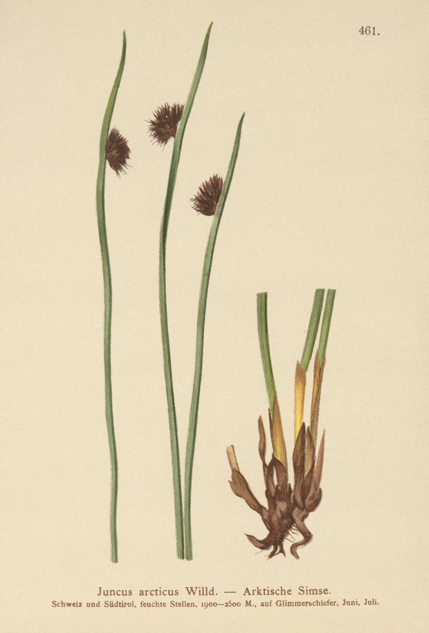 Arctic Rush (Juncus arcticus) av German School