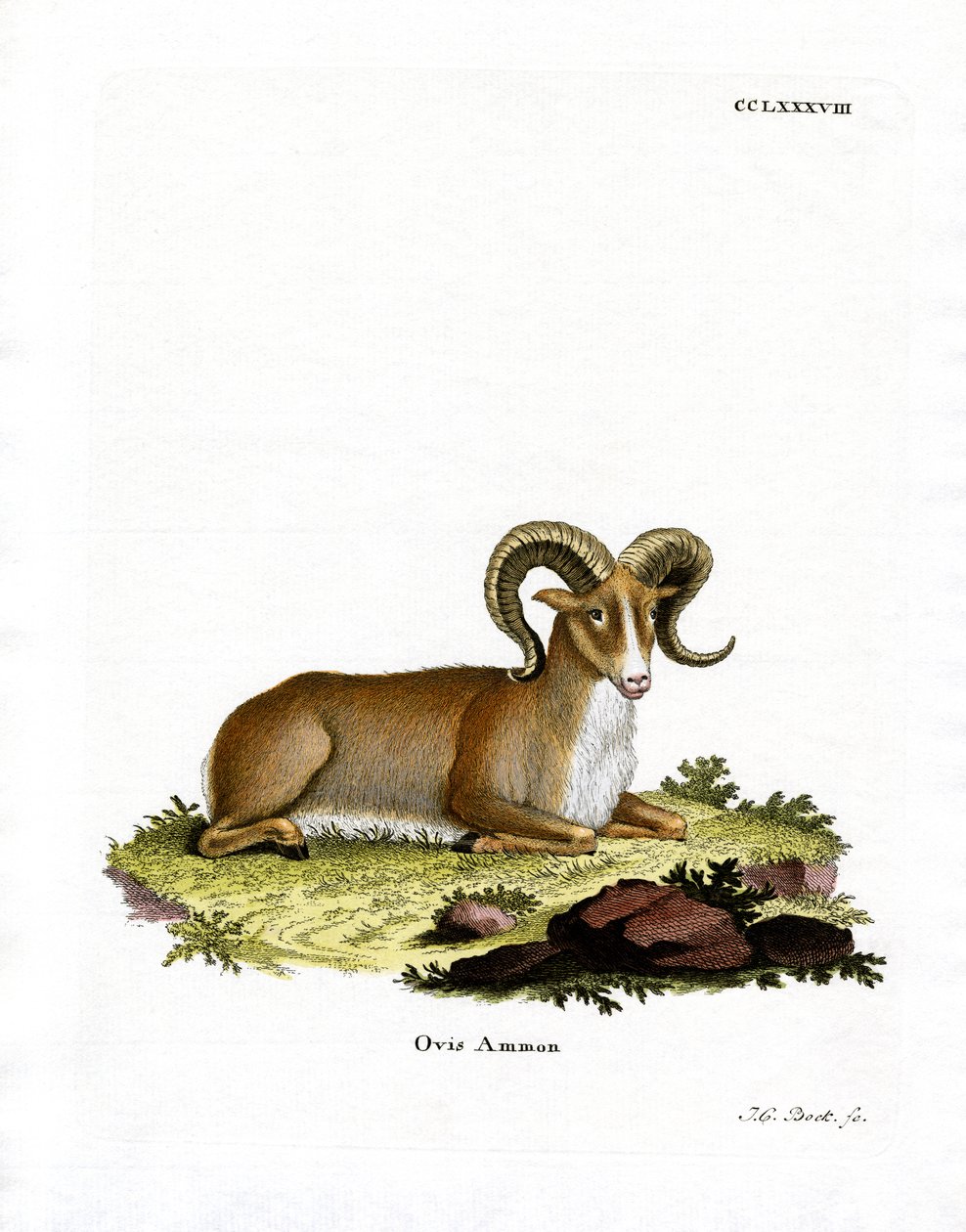 Argali (farget gravering) av German School