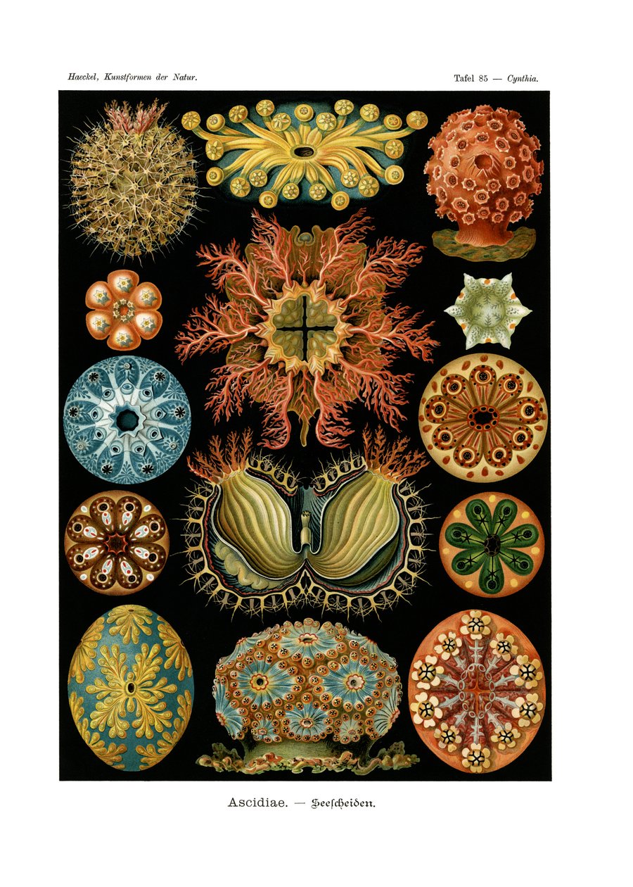 Ascidiae, 1899-1904 av German School