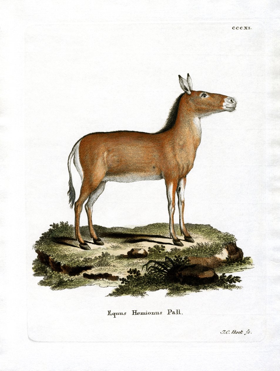 Asian Wild Ass (farget gravering) av German School