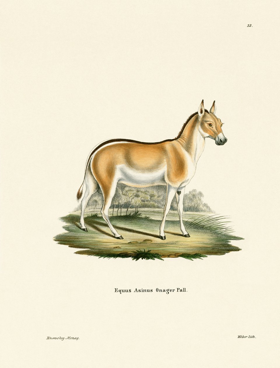 Asian Wild Ass (farget gravering) av German School