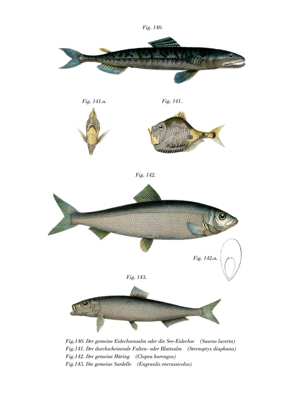 Atlantic Saury (farge litho) av German School