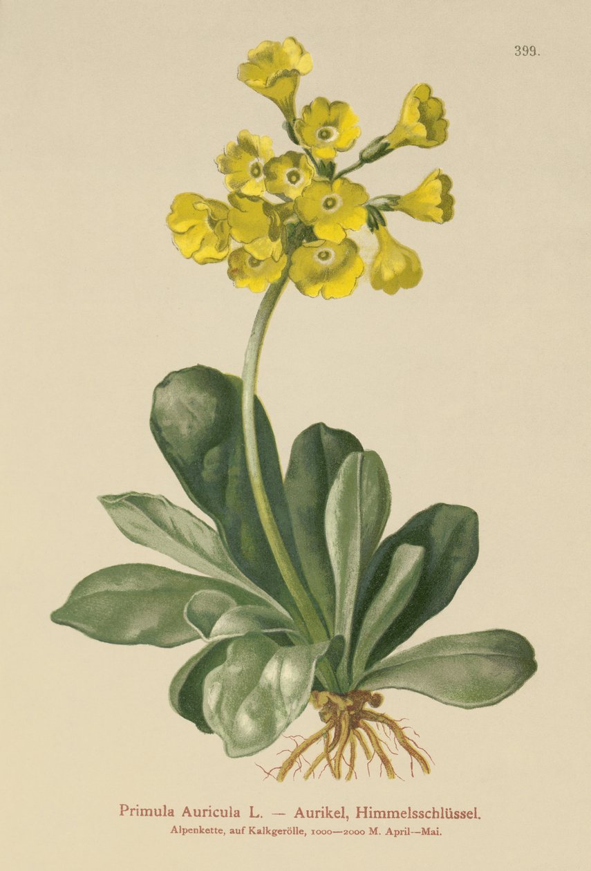 Øre (Primula Auricula) av German School