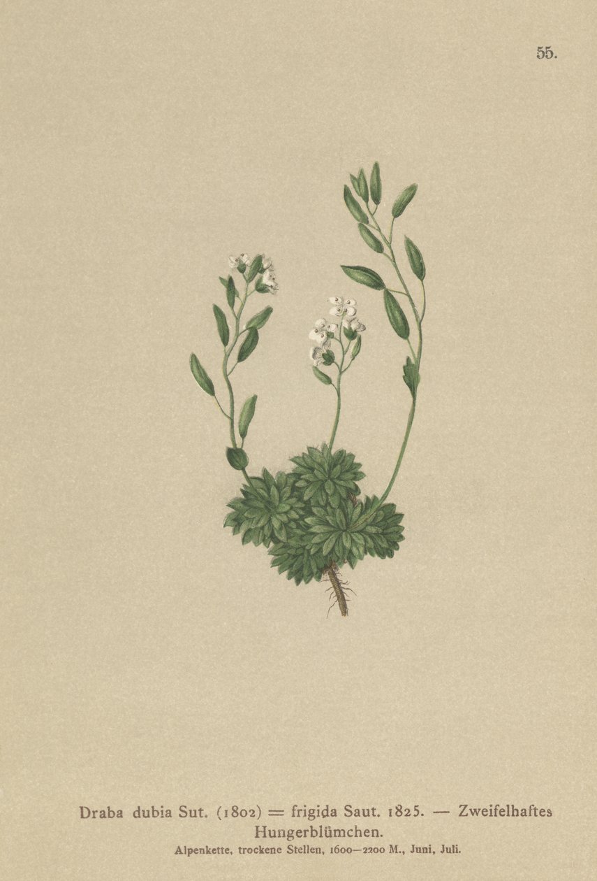 Østerriksk Whitlow Grass (Draba dubia, Draba frigida) av German School