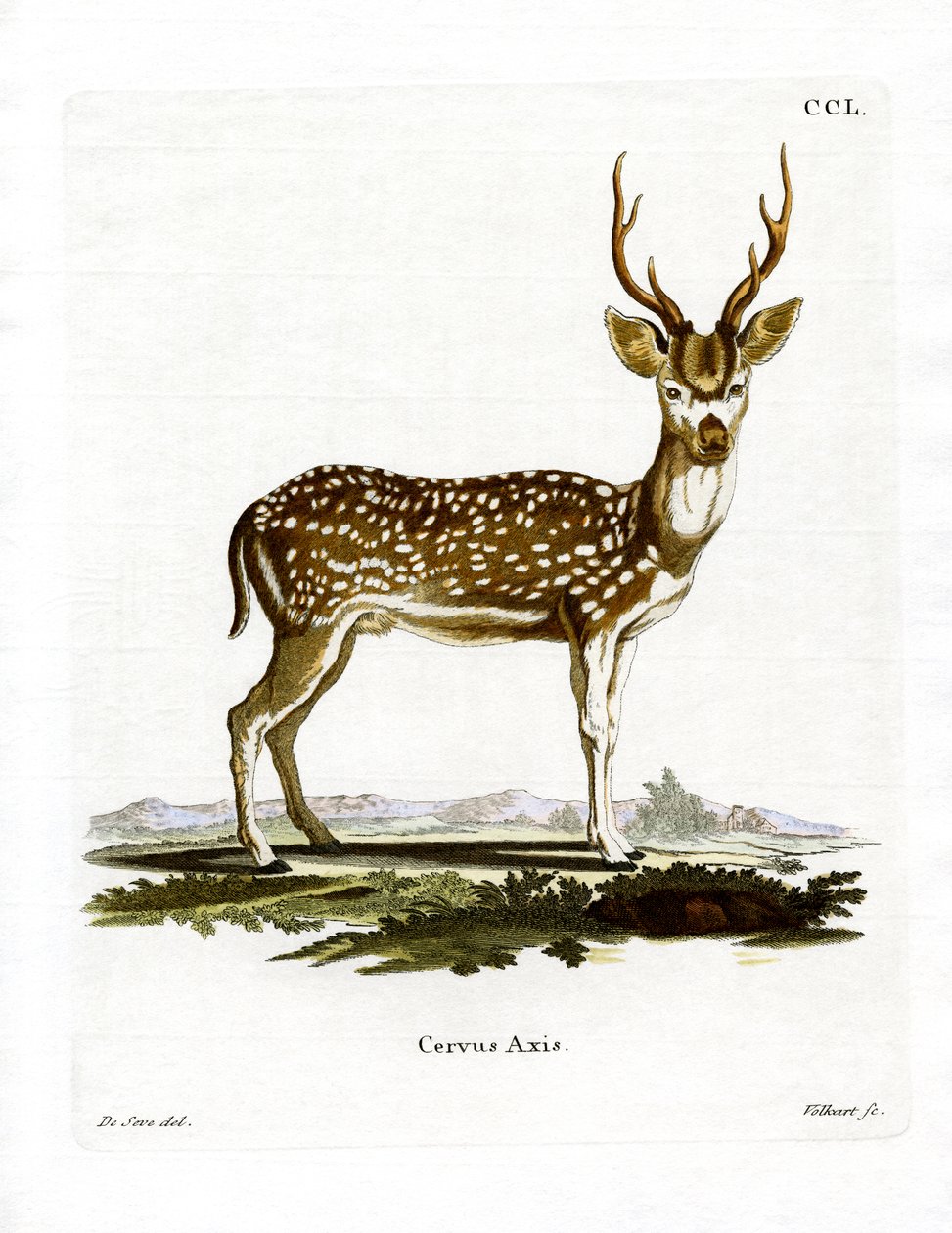Axis Deer (farget gravering) av German School