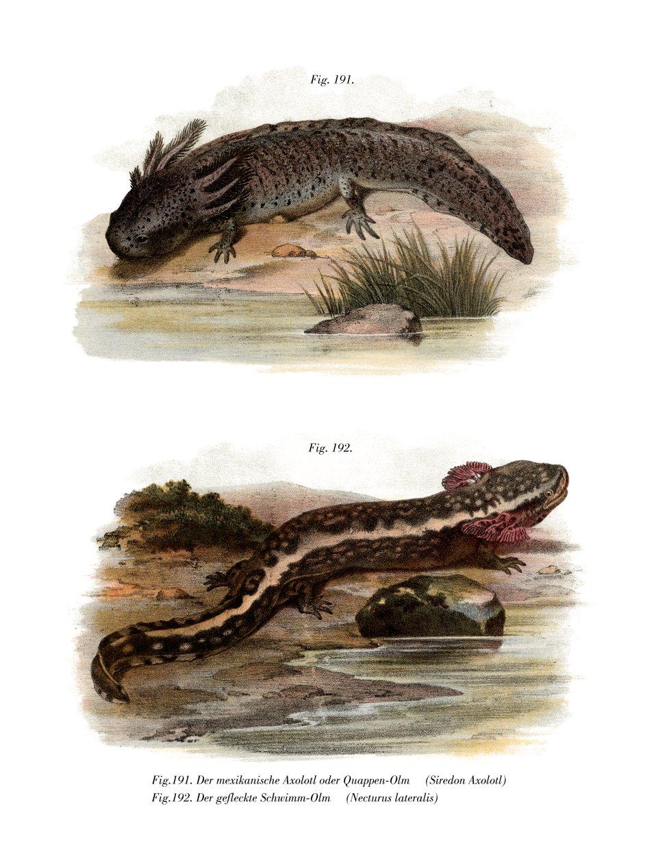Axolotl (fargedeler) av German School