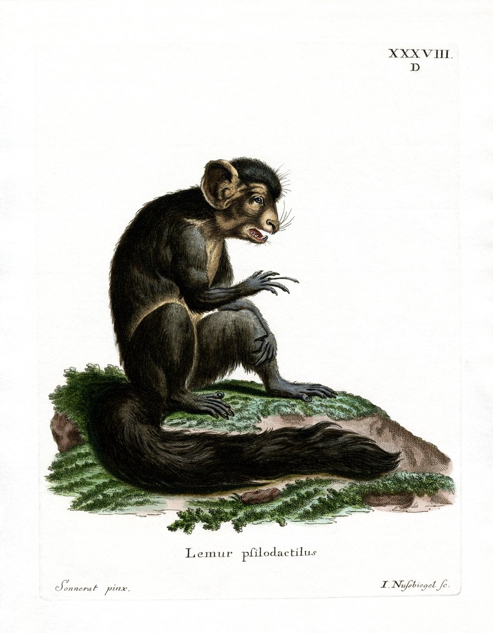 Aye-Aye (farget gravering) av German School