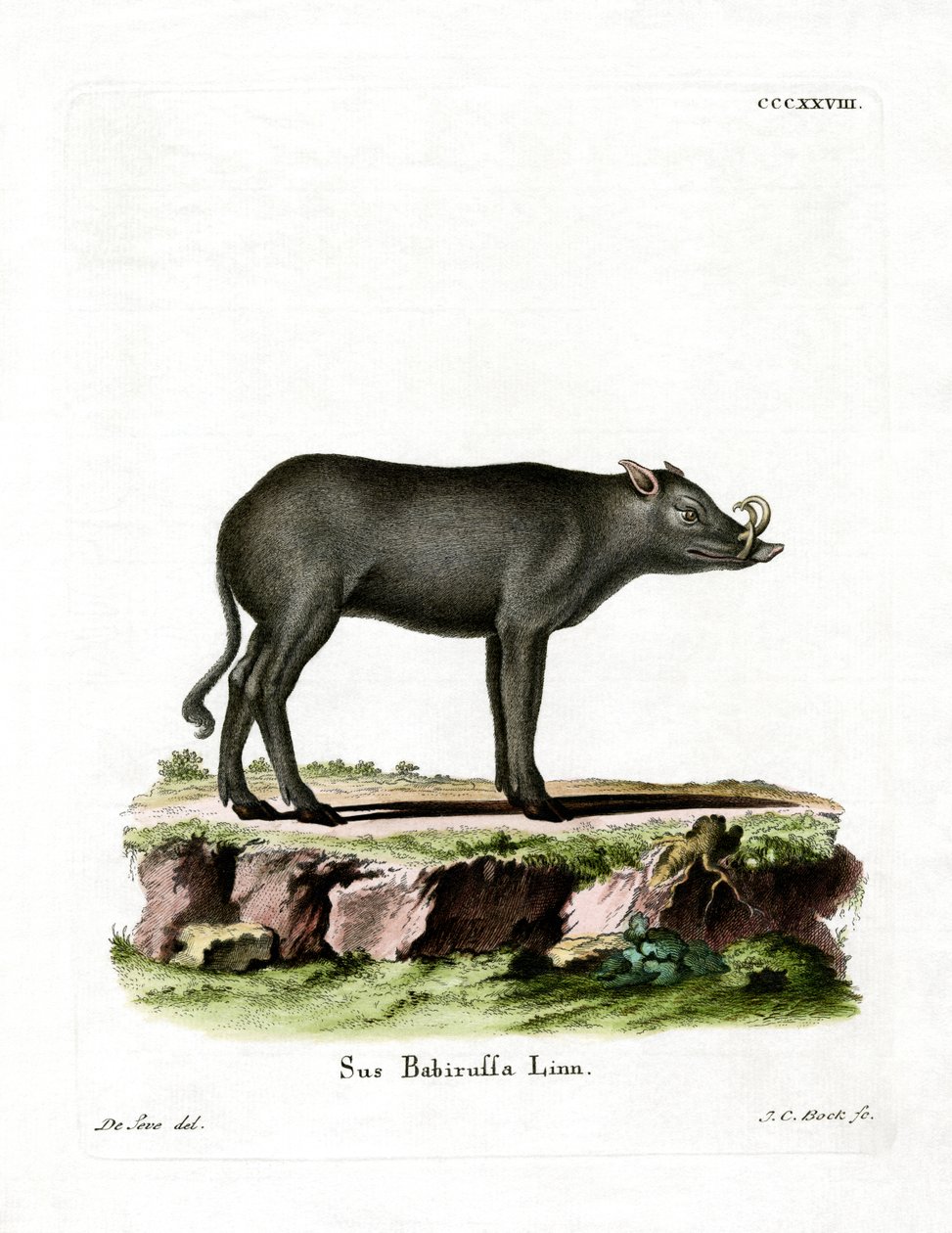 Babirusa (farget gravering) av German School