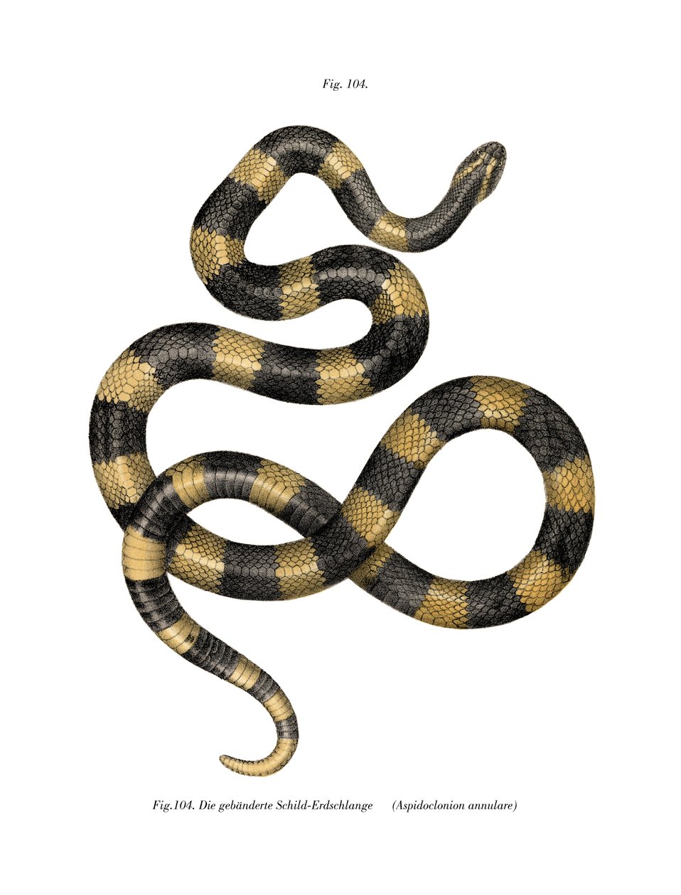 Banded Krait (farge litho) av German School