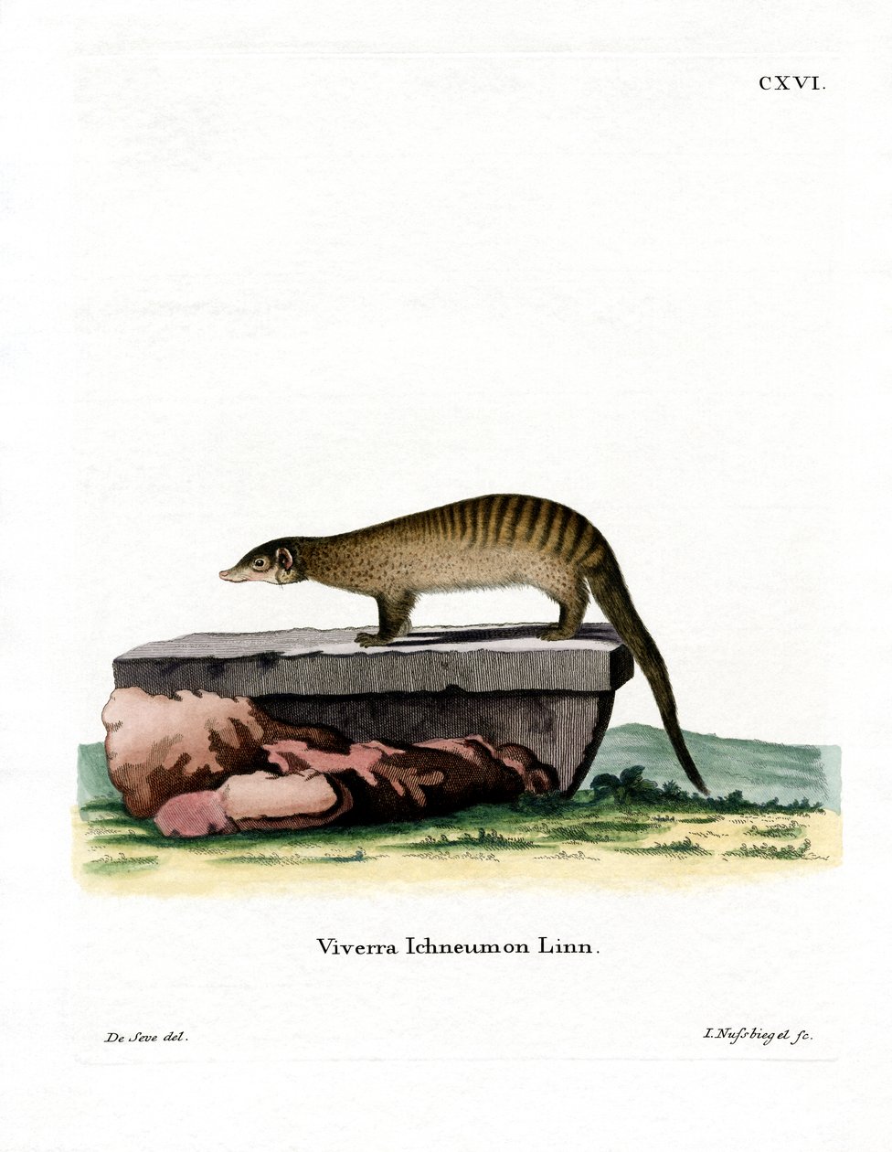 Banded Mongoose (farget gravering) av German School