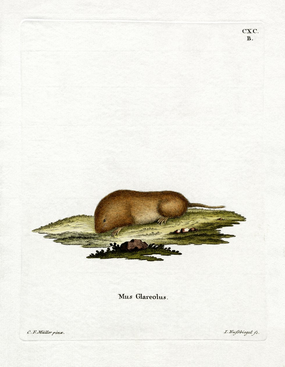 Bank Vole (farget gravering) av German School