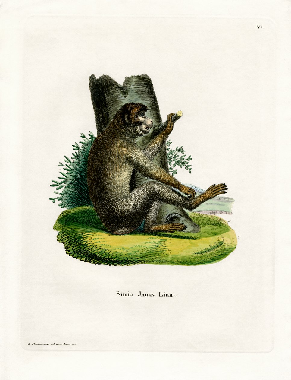 Barbary Ape (farget gravering) av German School