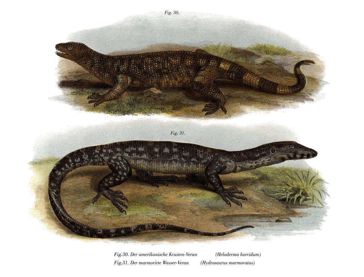 Beaded Lizard (farge litho) av German School
