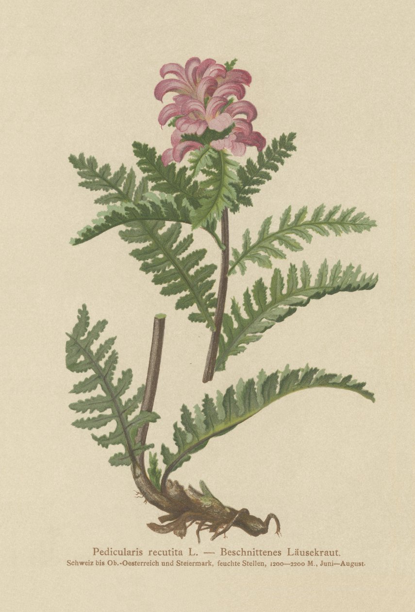 Nebbløs rød lusurt (Pedicularis recutita) av German School