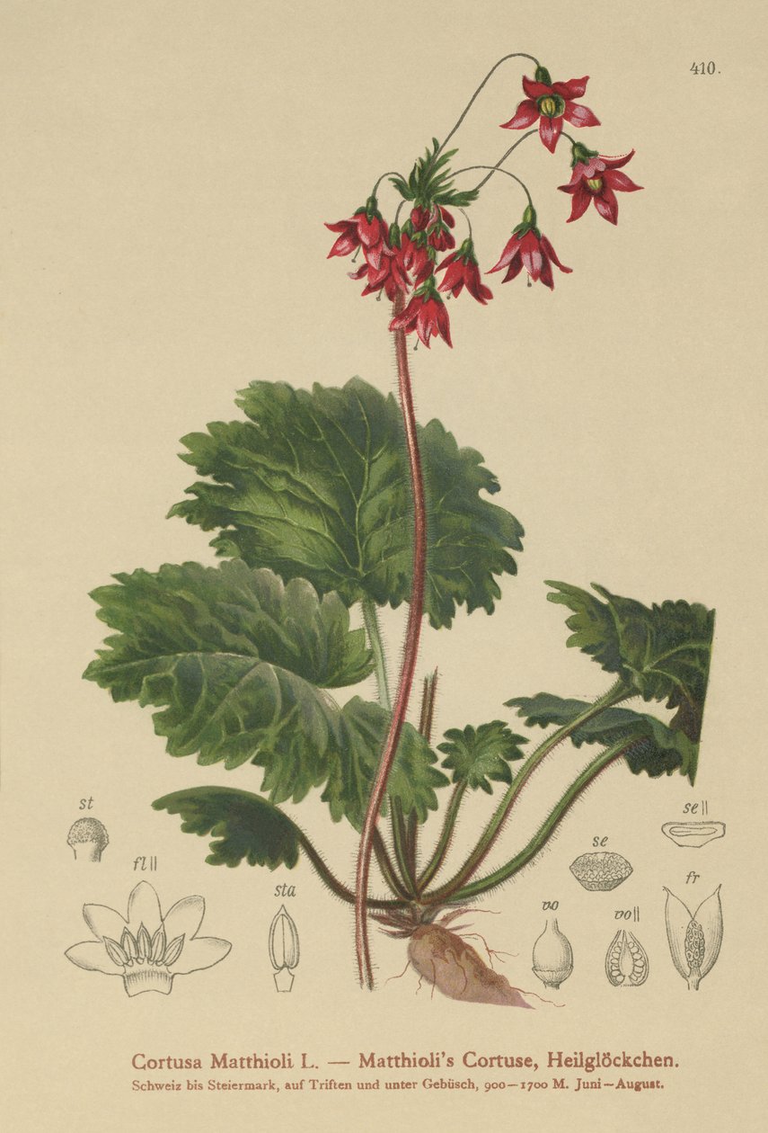 Bears-Ear Sanicle (Cortusa Matthioli) av German School
