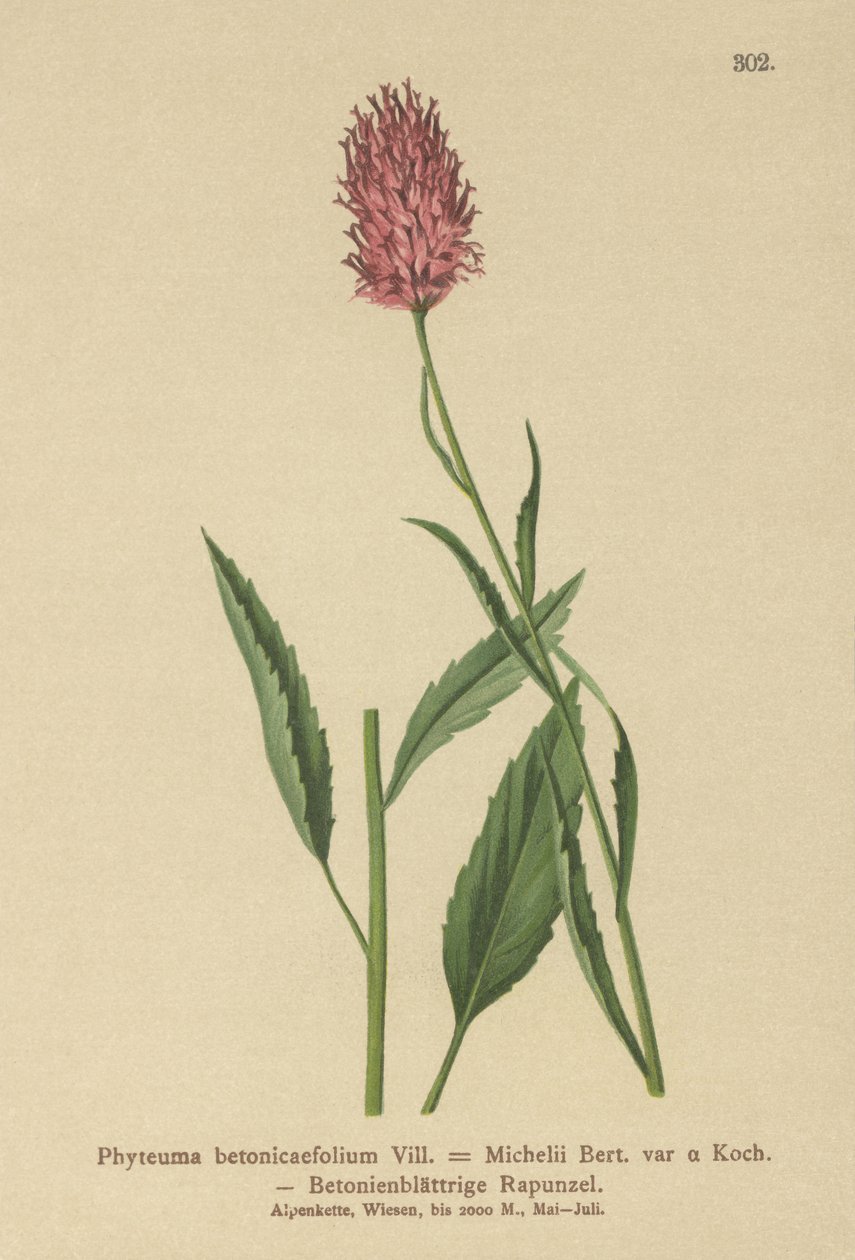 Betony-leaved Rampion (Phyteuma betonicaefolium) av German School