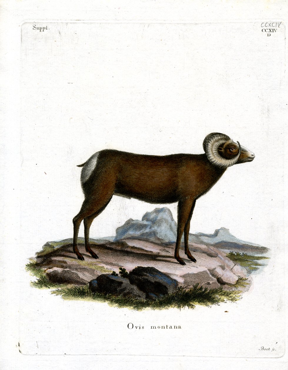 Bighorn Sheep (farget gravering) av German School