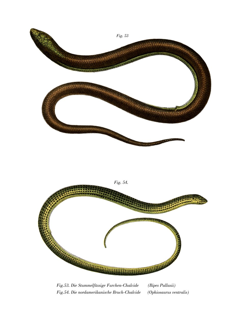Bips Pallasiki (Color Litho) av German School