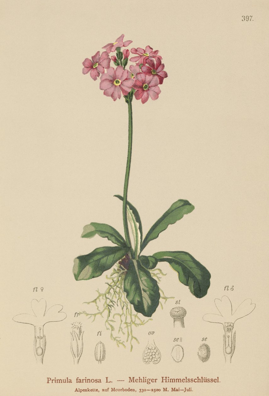 Primrose med fugleøyne (Primula farinosa) av German School