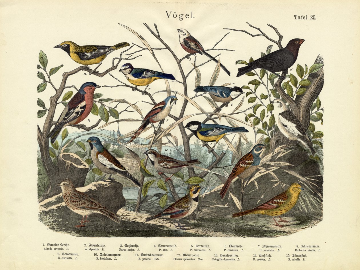 Fugler, ca. 1860 av German School