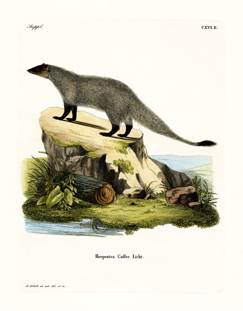 Black-footed Mongoose (farget gravering) av German School