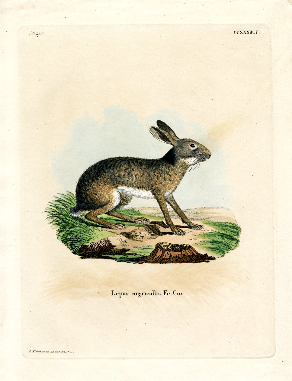 Svartnakket hare (farget gravering) av German School