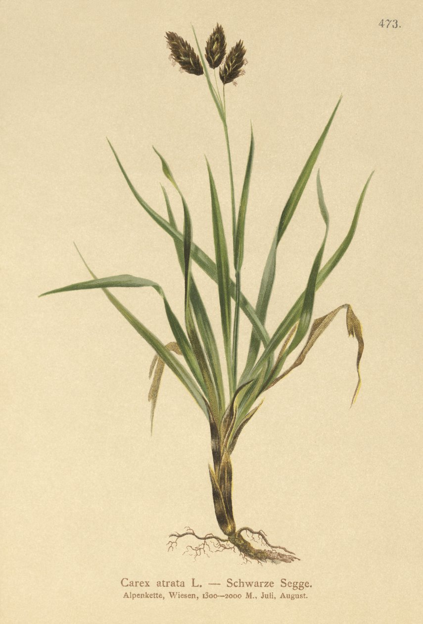 Svart fjellsiv (Carex atrata) av German School