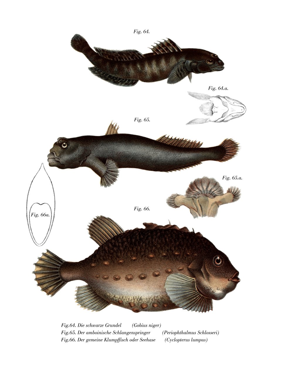 Black Goby (farge litho) av German School