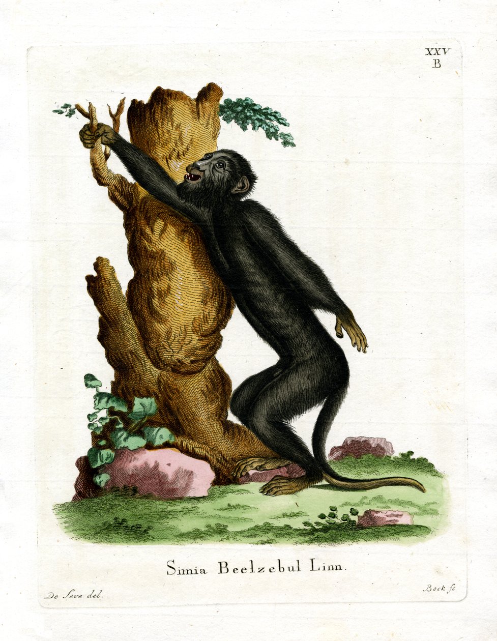 Black Howler (farget gravering) av German School