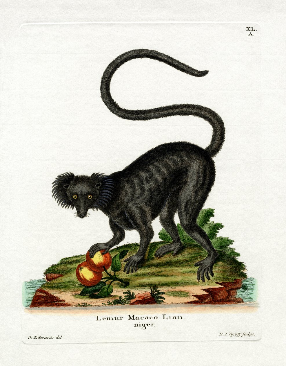 Black Lemur (farget gravering) av German School