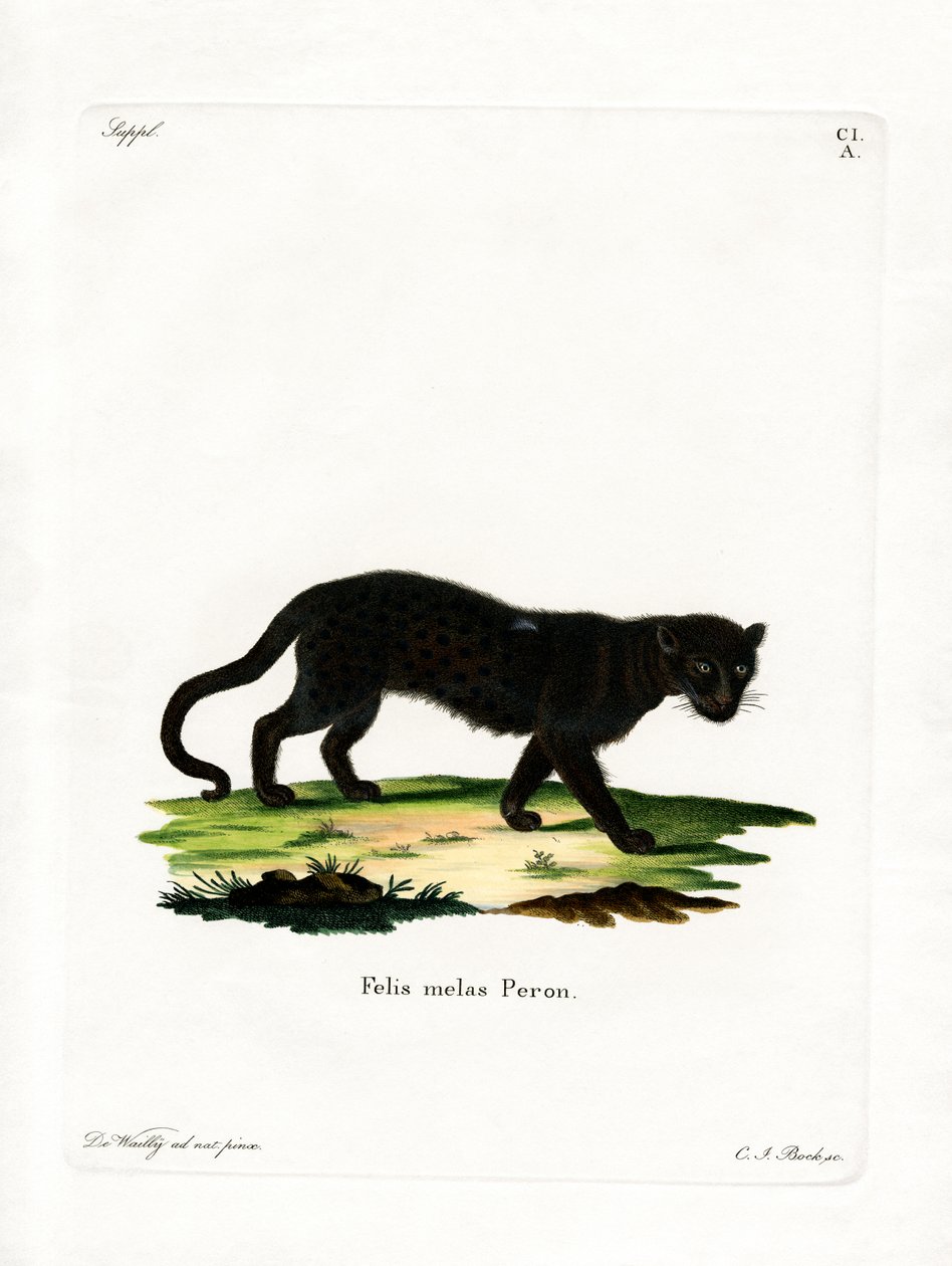 Black Leopard (farget gravering) av German School