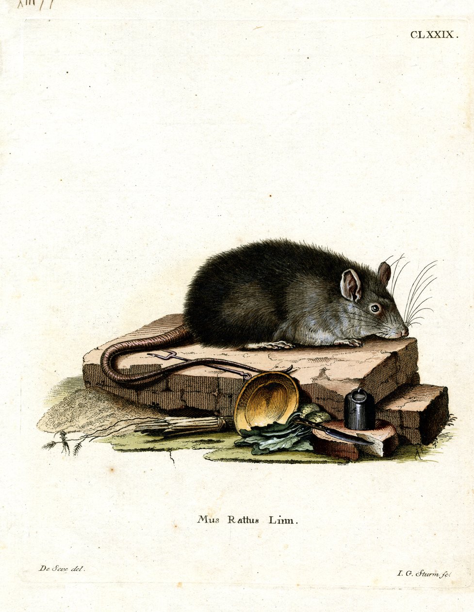 Black Rat (farget gravering) av German School