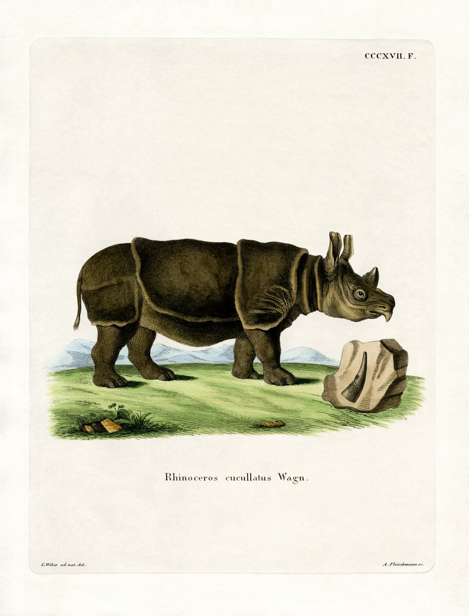 Black Rhinoceros (farget gravering) av German School