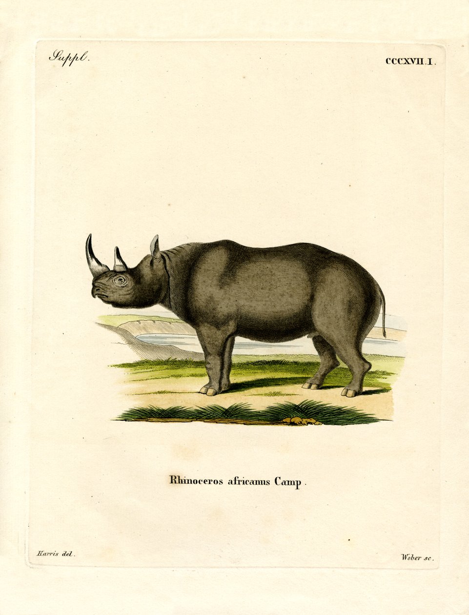 Black Rhinoceros (farget gravering) av German School