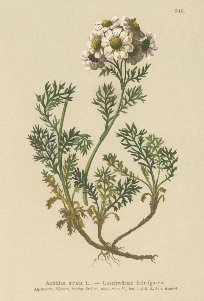 Svart ryllik (Achillea atrata) av German School