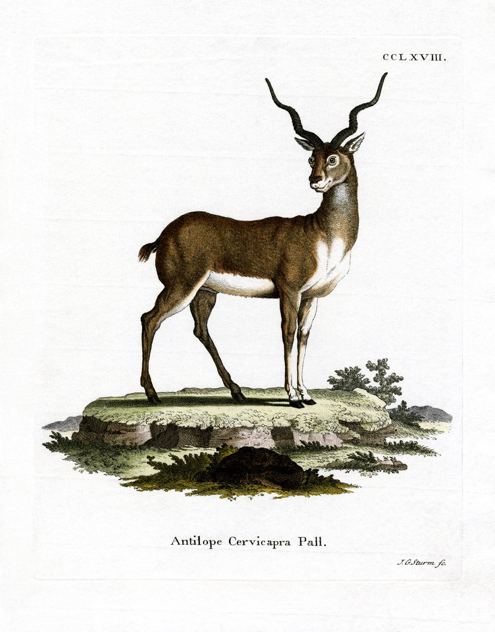 Blackbuck (farget gravering) av German School