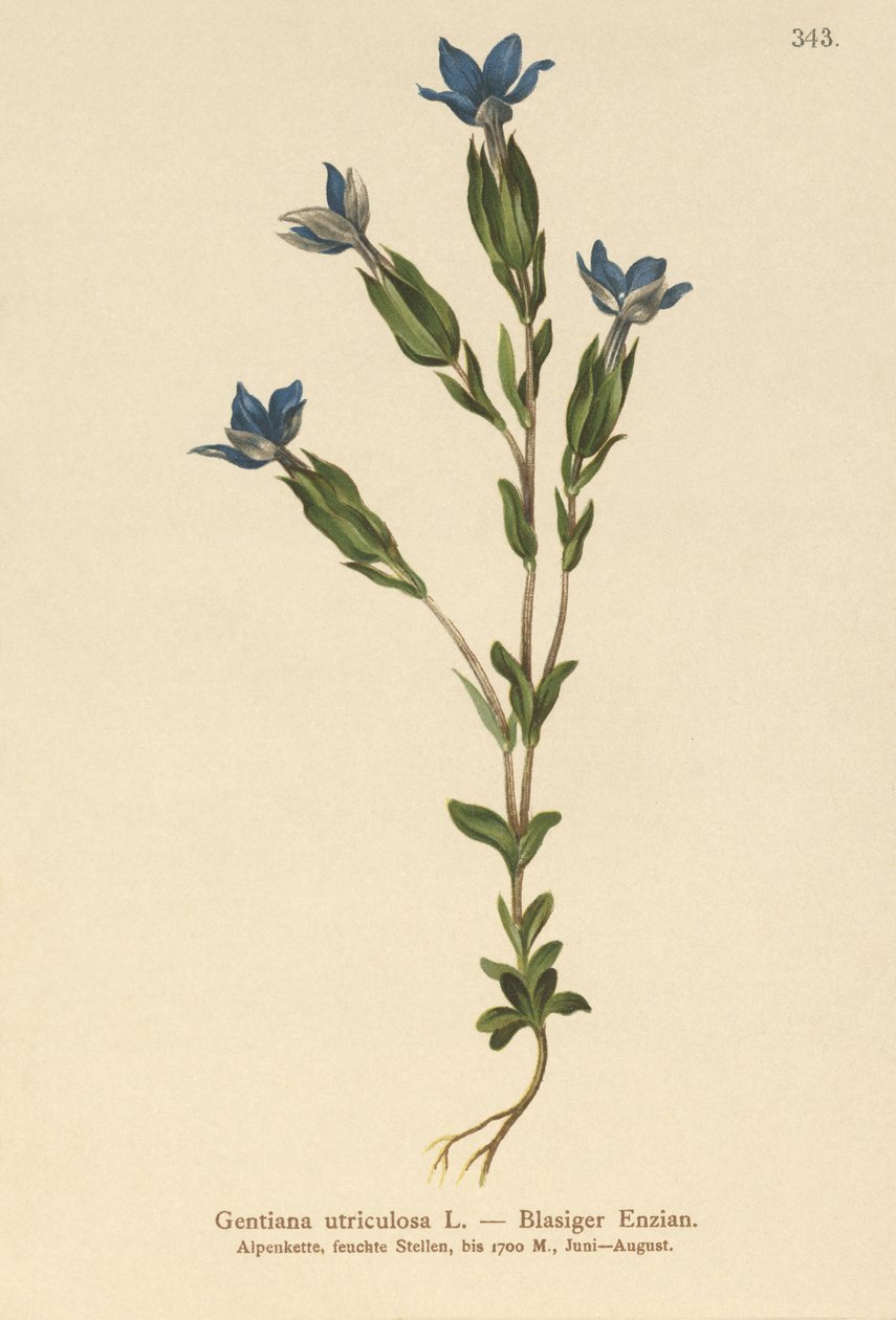 Blæregentian (Gentiana utriculosa) av German School