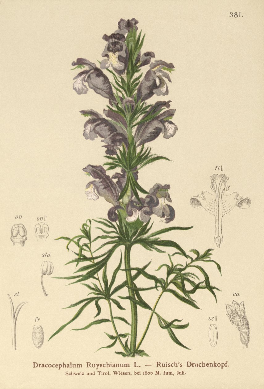 Blå drage (Dracocephalum Ruyschianum) av German School