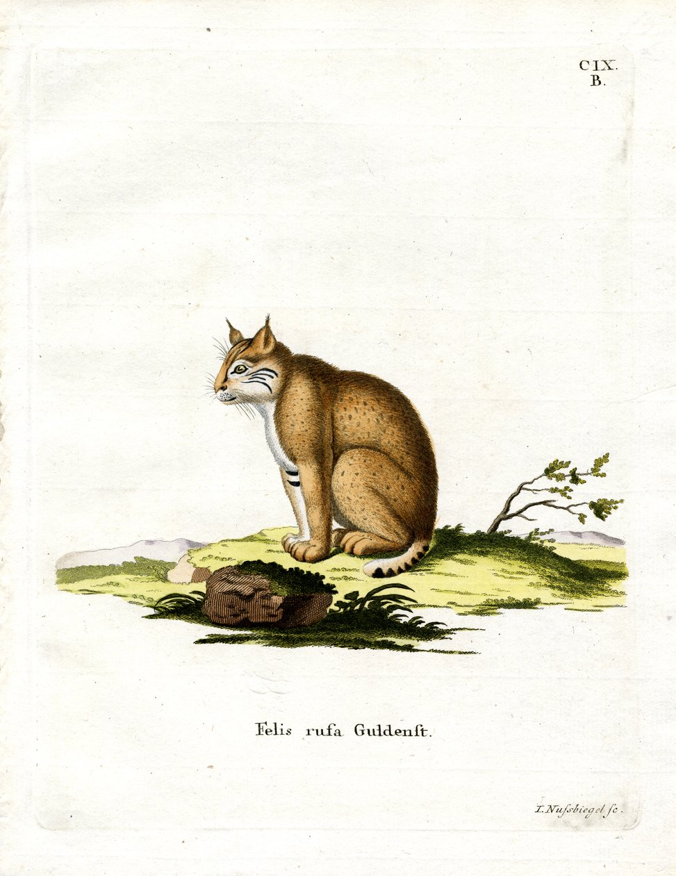 Bobcat (farget gravering) av German School