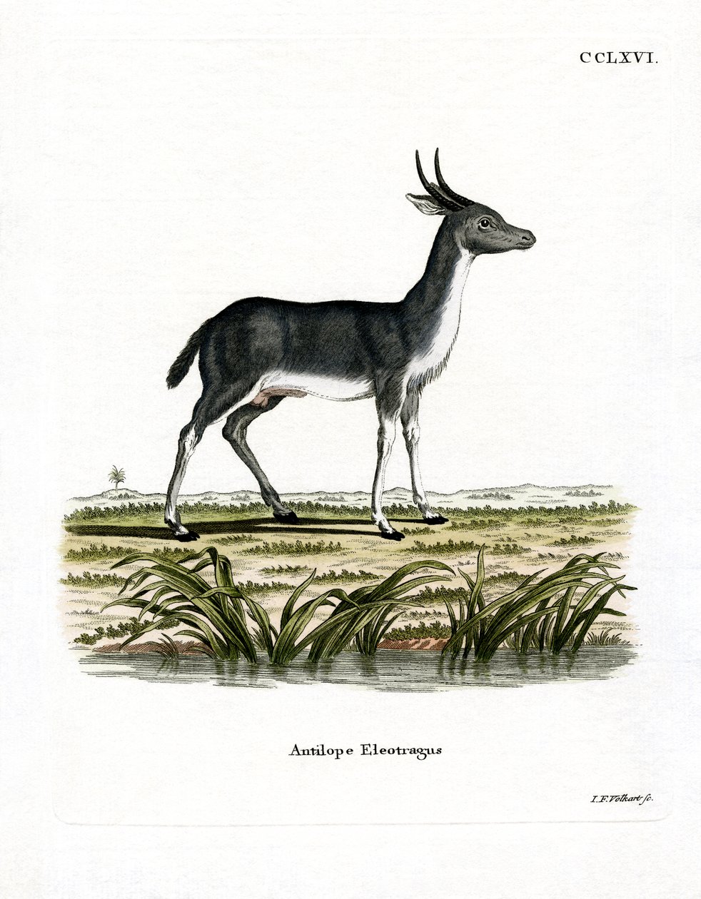 Bohor Reedbuck (farget gravering) av German School