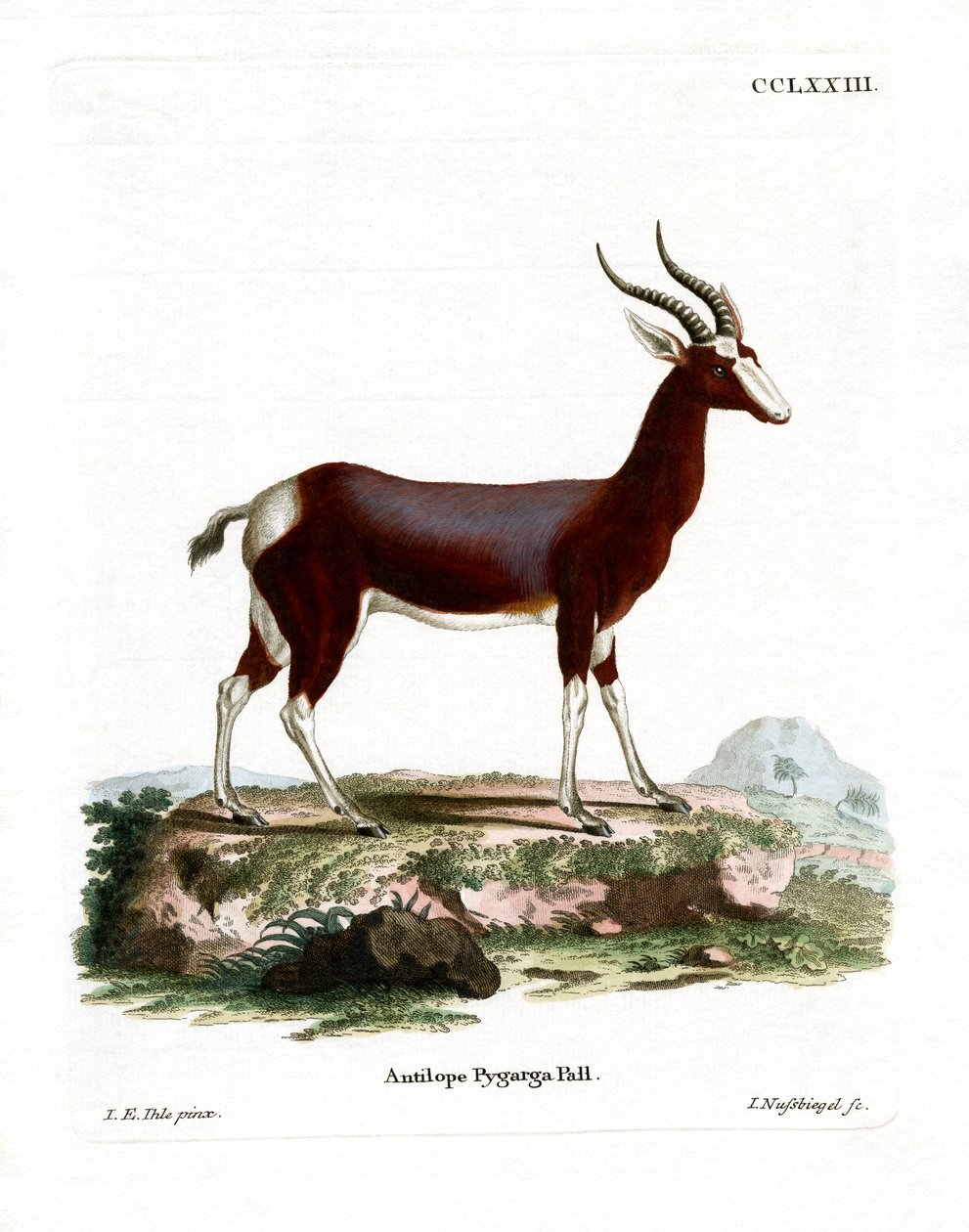 Bontebok (farget gravering) av German School