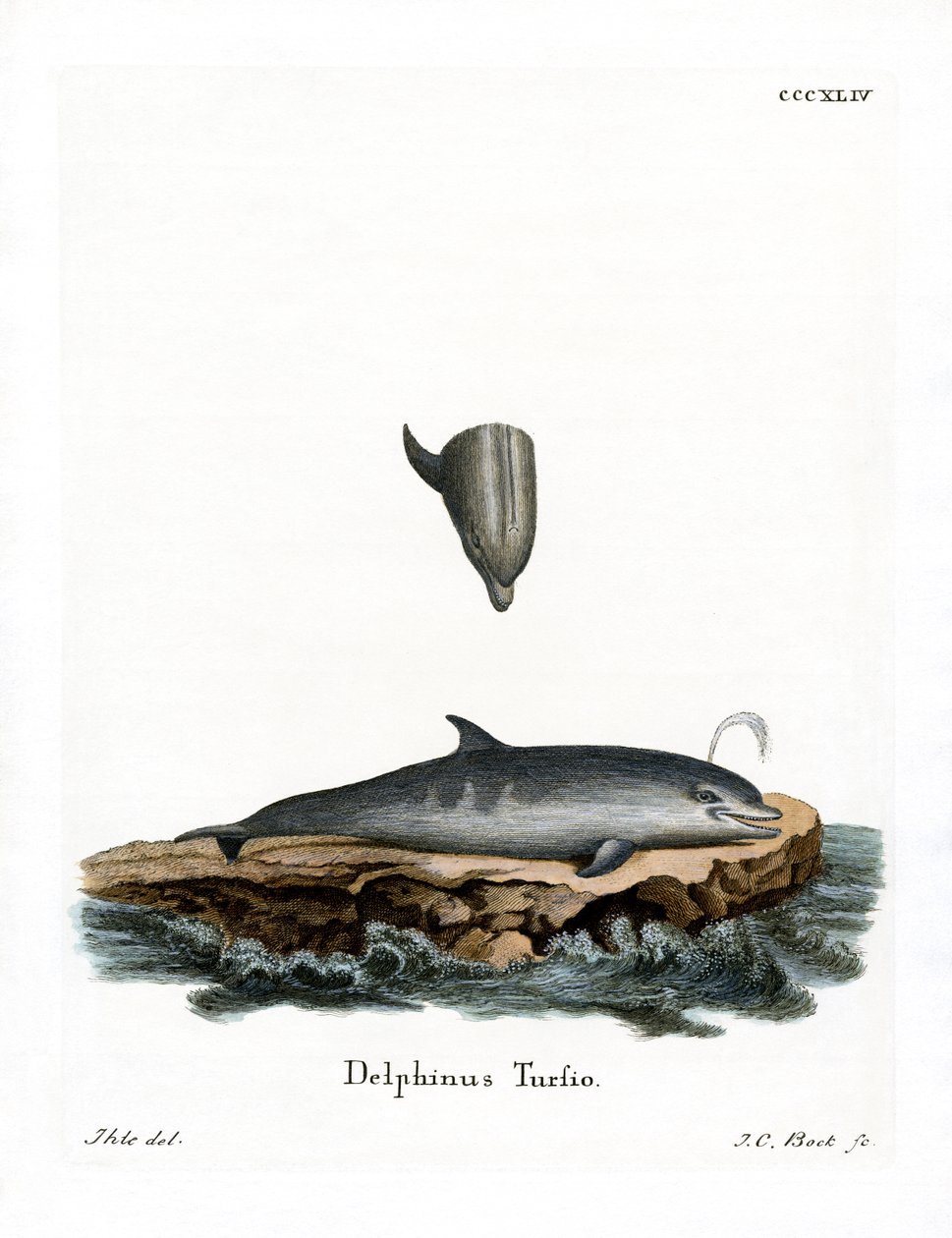 Delfin med flaskenese (farget gravering) av German School