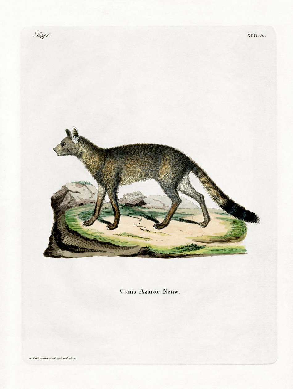 Brazilian Fox (farget gravering) av German School